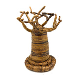 バオバブ・クリスマスツリー・セット - C -